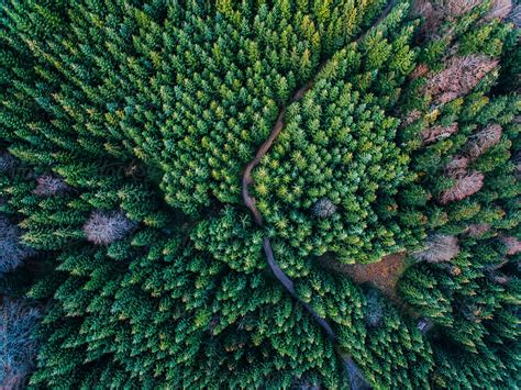 Aerial Photography Of A Green Forest By Stocksy Contributor Javier