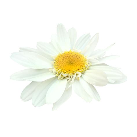 Free White Daisy Flower 21168434 Png With Transparent Background
