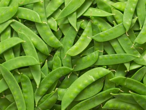 Guide To Growing Sugar Snap And Snow Peas Better Hens And Gardens