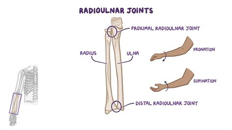 Radioulnar Joint