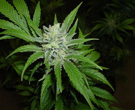 Local zucchini is available only for a few months each year. WHEN DOES CANNABIS PLANTS START PRODUCING THC?
