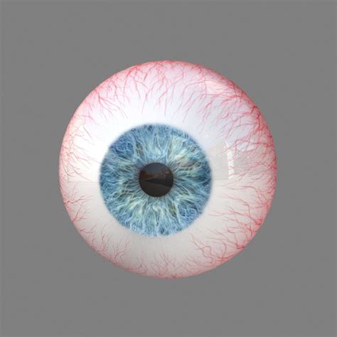 3d Human Eye Model