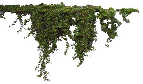 Ivy Wall Png