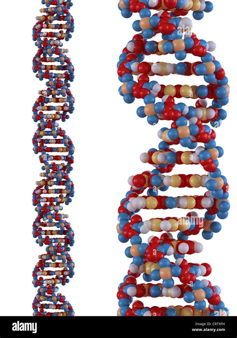 Rendered Image Of A Dna Strand Stock Photo Alamy