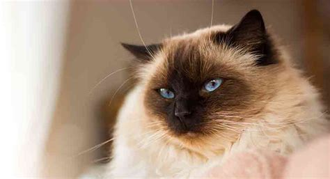 Siamese Ragdoll Cat A Complete Guide To The Ragamese Mix