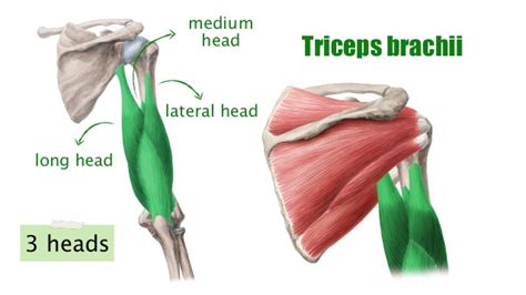 Gain Biceps And Triceps Mass With These 12 Exercises And Workout