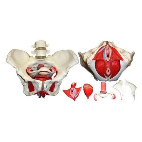 pelvis model wellden international inc for teaching with musculature disarticulated