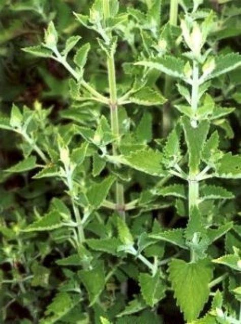 Check spelling or type a new query. How to Grow Catnip From Seed | Growing catnip, Herbs ...