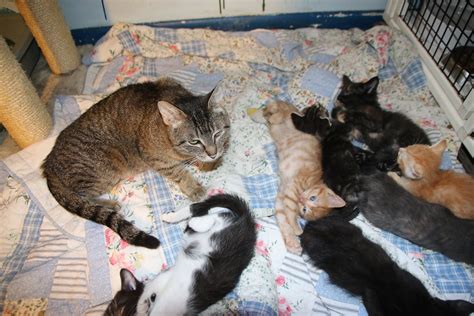 Its Kitten Season Cats And Kittens At Crafty Cat Rescue Flickr