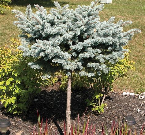 Dwarf Globe Blue Spruce Tree Form New Life Nursery