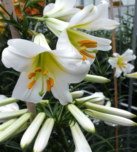 Lily Regale Album Van Engelen Wholesale Flower Bulbs