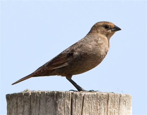Brown Headed Cowbird Molothrus Ater Biodiversity Of The Central Coast
