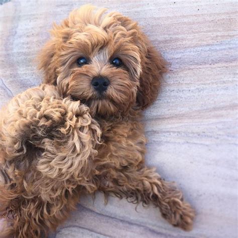 Find a cavapoo on gumtree, the #1 site for dogs & puppies for sale classifieds ads in the uk. Mini Cavapoo Puppies For Sale Near Me