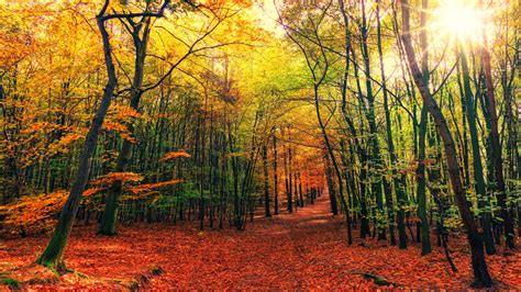 Download Wallpaper 1366x768 Autumn Leaves Fall Tree Forest Nature