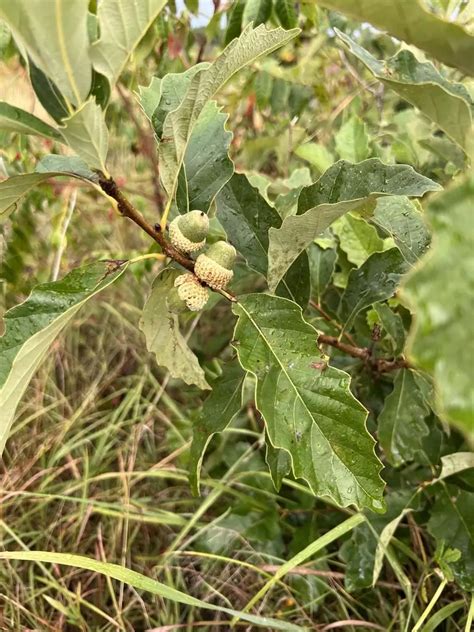 Quercus Prinoides Shrub Dwarf Chinkapin Oak