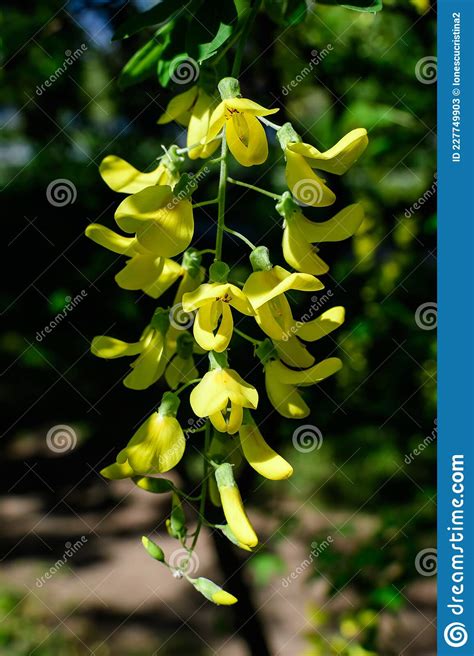 Tree With Yellow Flowers And Buds Of Laburnum Anagyroides The Common