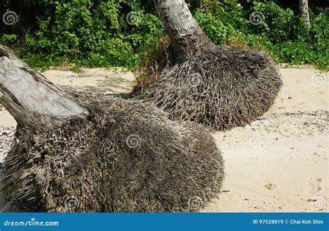Coconut Tree Roots Washed Up At Coast Stock Image Image Of Tree