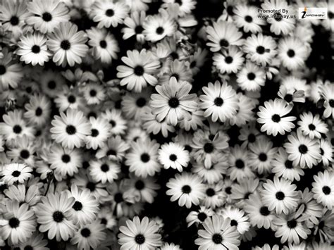 50 Black And White Flower Wallpaper Wallpapersafari