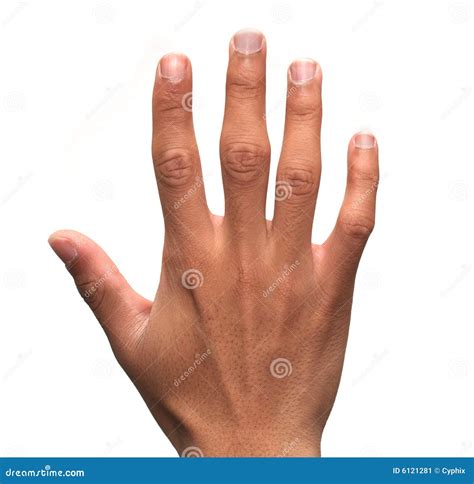 Human Male Hand Stock Image Image 6121281