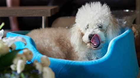 Poodle Obsessive Licking Quick Solutions Guide Paws And Learn