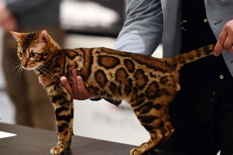 Do bengal cats shed a lot? Top 17 Least Shedding Cat Breeds - CatTime