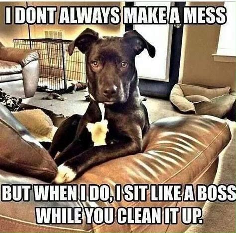 Dog Rescue Network On Twitter Funny Dogs Funny Animals Funny Animal