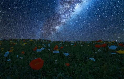 Wallpaper Field The Sky Stars Flowers Night Meadow Images For