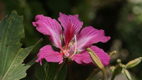 Maybe you would like to learn more about one of these? Tropical flower - HD Desktop Wallpapers | 4k HD