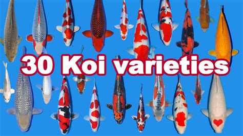 30 Koi Fish Varieties Types And Characteristics Youtube