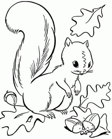 Squirrel Fall Coloring Pages Clip Art Library