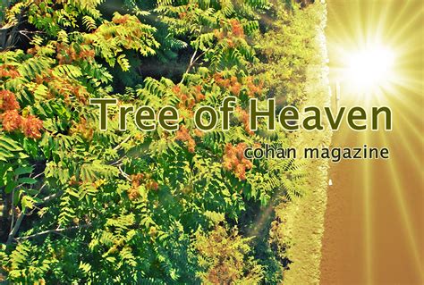 Tree Of Heaven Thoughts And A Story