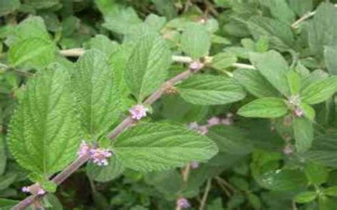 Mexican Oregano Plant Growing And Care Tips Side Gardening