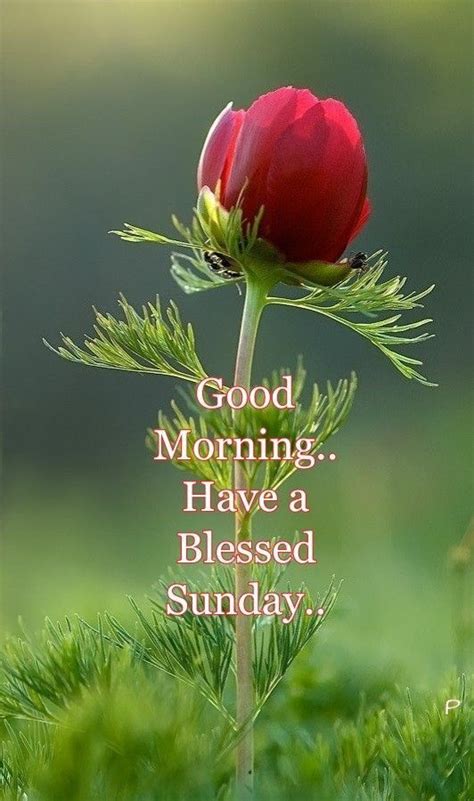 Good Morninghave A Blessed Sunday