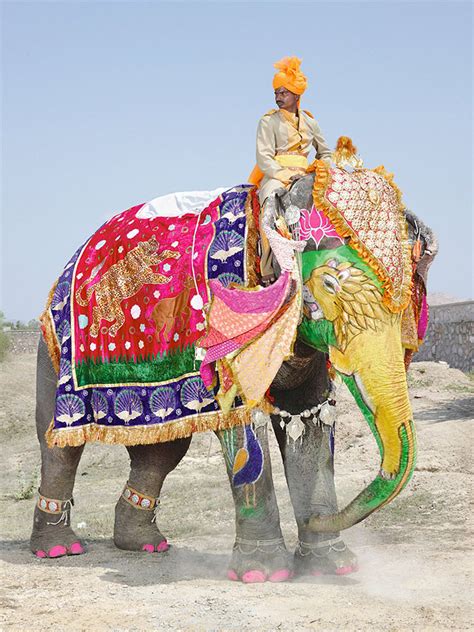 Las Mejores Fotografías Del Mundo Festival De Los Elefantes En La India