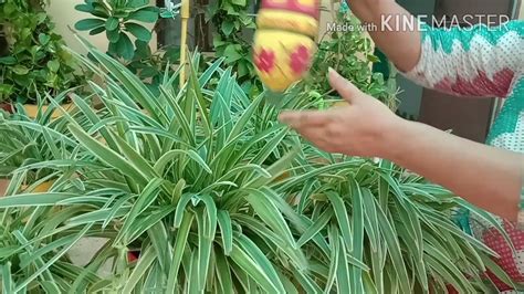 But that doesn't mean they can't survive if the leaves start to turn yellow or a shade of lime green, don't worry, but proper spider plant care is key here. Spider Plant - Growth and Care tips - YouTube