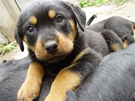 Pick your very own german shephard puppy as a loyal guard dog and energetic, playful pal! German Shepherd Rottweiler Mix Puppies For Adoption | PETSIDI