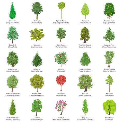 42 Common Types Of Trees With Names Facts And Pictures Icon Set