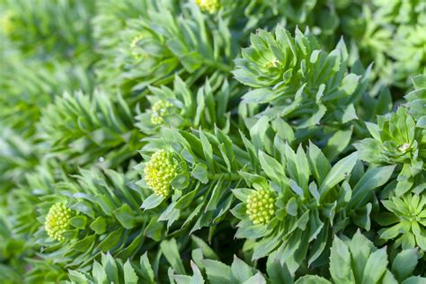 Extending Quality Of Life With Rhodiola Anti Aging News