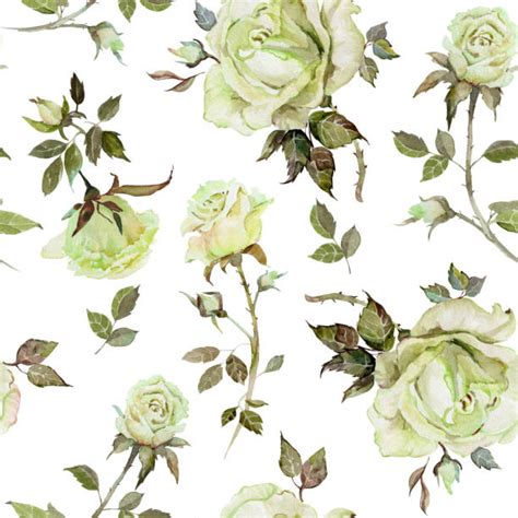 With their individual continuities becoming somewhat muddled through various retcons and crises. Thorn Vine Drawing Rose Illustrations, Royalty-Free Vector ...