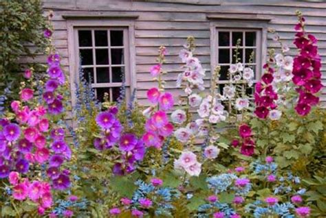 Zone 6 is host to an array of spectacular perennials: Beautiful Mix of my best Hollyhocks! 20 SEEDS! COMBINED S ...