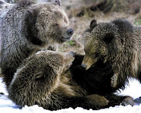 Petition Seeks Return Of Grizzly Bears To The West The Denver Post