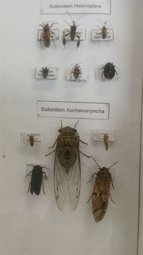 Pin De Octalan En Entomologia Bichos Entomologia