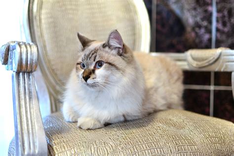 Free Photo Beautiful Persian Cat Animal Loving Wallpaper Free
