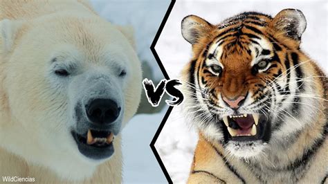 Siberian Tiger Vs Polar Bear