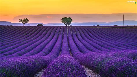 Lavender Trees France Viewes Provence Field Sunrise Valensole