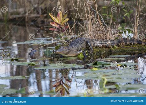 American Alligator In Natural Habitat Stock Photo Image Of American