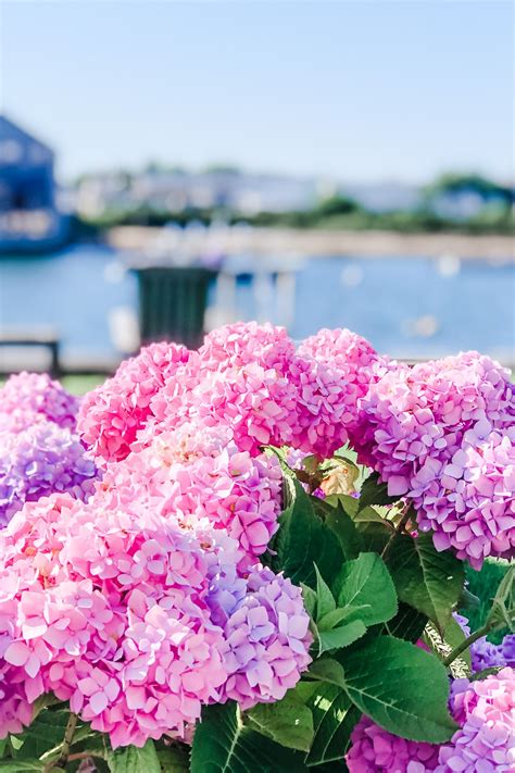 The Hydrangeas On Nantucket Are Beautiful This Summer Its Lovely To