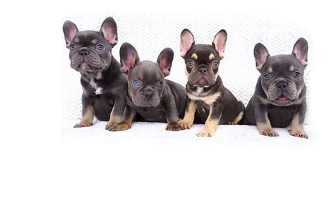 The blue color comes from a very rare dilute gene and is responsible for their coat changing color from black to blue/gray. 79+ Chocolate Tri Merle French Bulldog - l2sanpiero