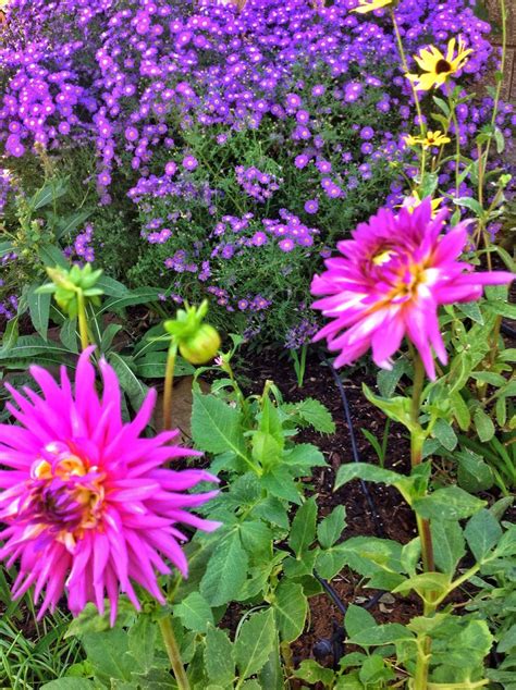 Dahlia And Astors Flower Beds Plants Dahlia