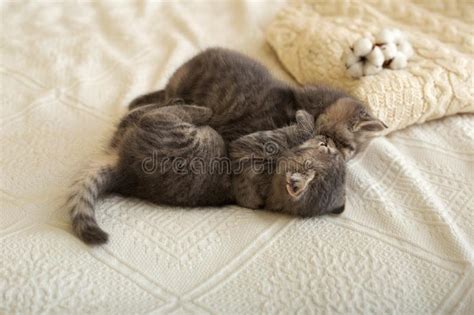 Cute 2 Tabby Kittens Are Sleeping Hugging Kissing On A White Plaid